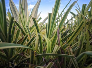 Pandanus Veitchii, also known as Mini Yellow Pandan or Veitch's Thread Pinus