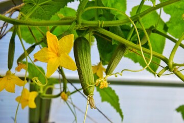 A branch with small cucumbers and yellow cucumber flowers in a greenhouse.