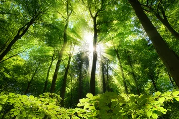 Scenic woodlands canopy with bright green leaves, the sun and beautiful beams of light. Tall beech trees on a nice sunny day in spring.