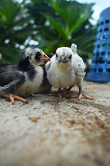 A pair of fluffy chicks, one black and white, the other light-colored, stand on a textured surface,...