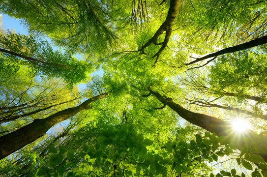 Scenic forest canopy with the sun and bright green leaves in the sunshine. Tall beech trees 