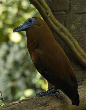 Capuchinbird in ZOO Lesna at Zlin, South Moravian Region, Moravia, Czech Republic, Europe, Central Europe
