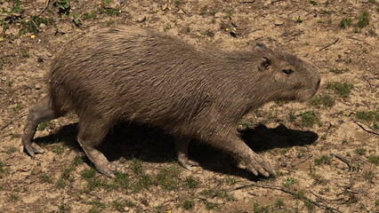 Capybara in ZOO Lesna at Zlin, South Moravian Region, Moravia, Czech Republic, Europe, Central Europe
