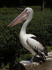 Australian pelican in ZOO Lesna at Zlin, South Moravian Region, Moravia, Czech Republic, Europe, Central Europe
