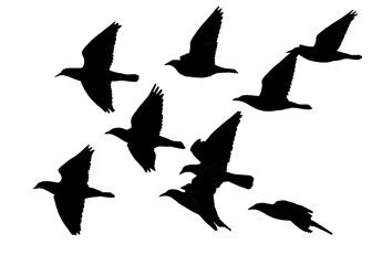 png herd of birds fly on clear backgroung