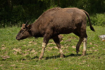 Gaur in ZOO Lesna at Zlin, South Moravian Region, Moravia, Czech Republic, Europe, Central Europe
