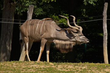 Greater kudu in ZOO Lesna at Zlin, South Moravian Region, Moravia, Czech Republic, Europe, Central Europe
