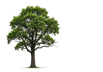 Summer Oak: Nature's Majesty