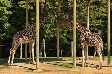 Giraffes in ZOO Lesna at Zlin, South Moravian Region, Moravia, Czech Republic, Europe, Central...