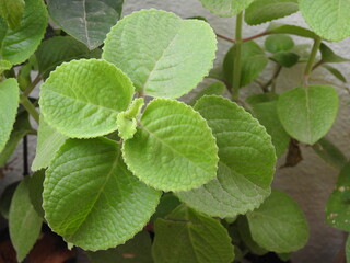 Beautiful doddapatre or Mexican mint plant in a home garden at pot.
