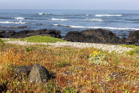 Coastal Meadow with Ocean View
