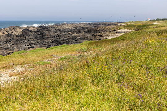 Coastal Grassland and Rocky Shoreline - Powered by Adobe