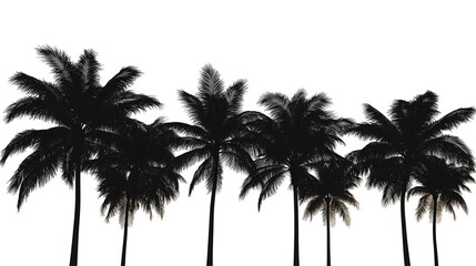 Palm tree silhouette