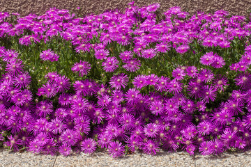 Massif de fleurs d'aster