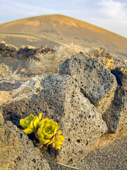 CLOSE UP, DOF: Cluster of green succulents with fleshy leaves clings to life among porous black lava rocks. Vibrant and resilient plants thrive in the harsh, arid environment of volcanic Lanzarote.