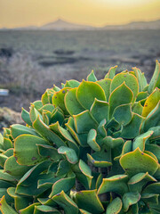 CLOSE UP, DOF: Vibrant green succulents thriving in a volcanic landscape. Their bright green leaves stand out against dark lava rock. Beauty of resilience and adaptability of plants in arid climates.