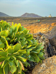 CLOSE UP, DOF: Hardy succulents growing among volcanic rocks. Their bright green leaves stand out against rough, dark lava rock. Beauty of resilience and adaptability of plants in arid environments.