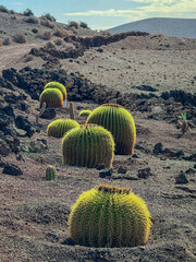 CLOSE UP: Multiple golden barrel cacti line a rocky volcanic slope, bathed in soft light. Their striking symmetry and rugged environment showcase resilience in the harsh desert landscape of Lanzarote.