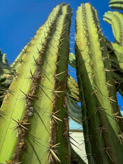LOW ANGLE VIEW, CLOSE UP, DOF: Tall green cactus spines rising towards clear blue sky. Sharp thorns and spiky textures are illuminated by strong sunlight. Resilient plant thriving in arid climate.