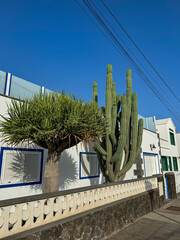 Robust dragon tree and a giant green cactus stand prominently beside a white building with blue window frames. Contrast between natural elements and modern architecture in arid climate of Lanzarote.