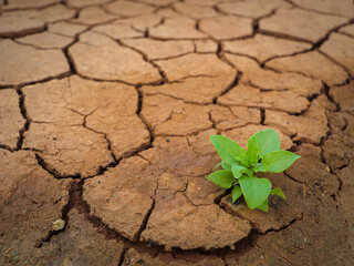 CLOSE UP: Vibrant green sprout emerges from severely cracked, dry earth, symbolizing resilience and hope in harsh, arid conditions. Stark natural contrast between fragile plant and parched ground.