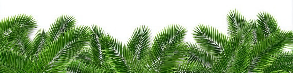 Obraz premium Lush Green Foliage Border on White Background