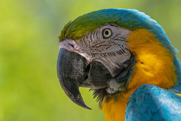 blue and yellow macaw