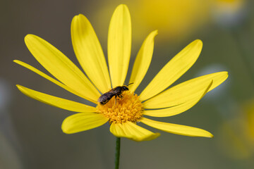 bee on yellow flower