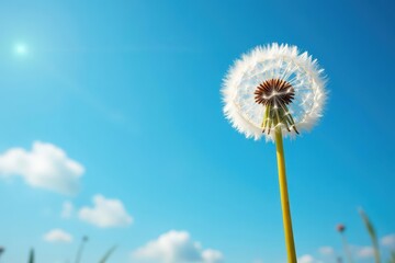Delicate dandelion seeds adrift on a vibrant blue sky , nature, dandelion