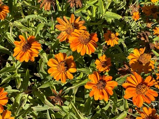 Zinnia angustifolia. Flowers fade and bloom. Long flowering. Flowers are orange, fiery, red, ginger, yellow. Leaves are green narrow