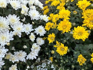 Chrysanthemum multiflora spherical. Chrysanthemum bush round with white and yellow flowers. Autumn chrysanthemum in the garden