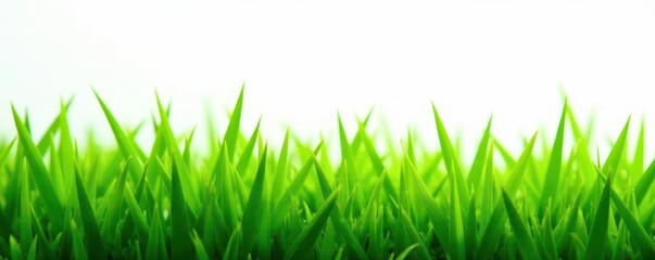 Obraz premium Intricate blades of green grass isolated on pure white , grass, simple, backdrop