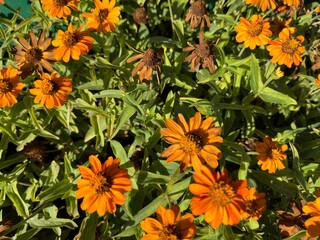 Zinnia angustifolia. Flowers fade and bloom. Long flowering. Flowers are orange, fiery, red, ginger, yellow. Leaves are green narrow