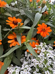 Zinnia angustifolia. Why Zinnia angustifolia does not bloom. Flowers are orange, fiery, red, ginger, yellow. Leaves are green narrow