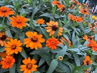 Zinnia angustifolia. Why Zinnia angustifolia does not bloom. Flowers are orange, fiery, red, ginger, yellow. Leaves are green narrow