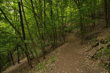 Fototapeta premium Hiking track from Popice to Sealsfields Stone at Znojmo, Moravia, Czech Republic, Europe, Central Europe 