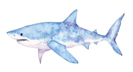 Fototapeta premium shark watercolor vector illustration, underwater ocean animal art isolated on white background