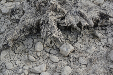 Cracked dry soil under the sun