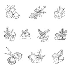 Hand-Drawn Nut and Seed Vector Illustrations Set