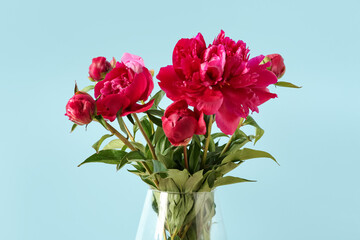 Glass vase with beautiful peony flowers on blue background