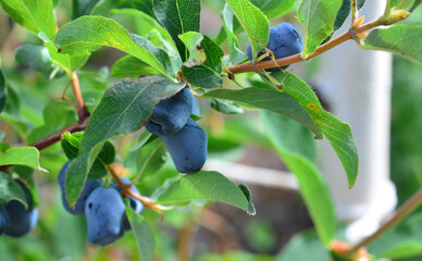 Close-up of ripe Honeysuckle Berries on a Branch vitamins