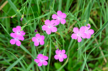 Fototapeta premium Close-up of vibrant pink wildflowers in a green meadow