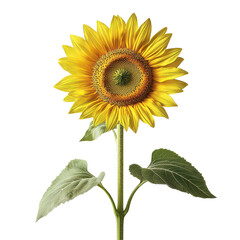 Obraz premium A sunflower isolate isolated on transparent background, png