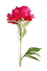 Beautiful peony flower on white background