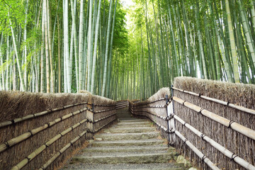 Famous bamboo grove in Kyoto with no people early at morning