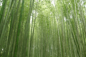 Famous bamboo grove in Kyoto with no people early at morning
