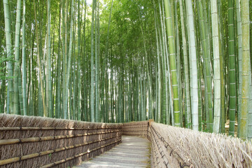 Famous bamboo grove in Kyoto with no people early at morning