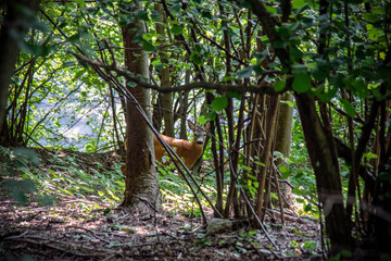 A beautiful deer in the forest