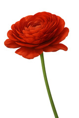 Red Ranunculus Flower &ndash; Transparent Background, AI Enhanced Realism
