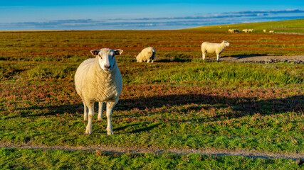 Schaf auf der Weide an der Nordsee